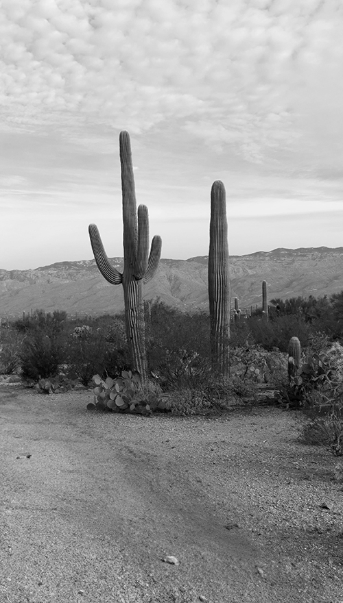 Black and white photo of desert scene with cactus