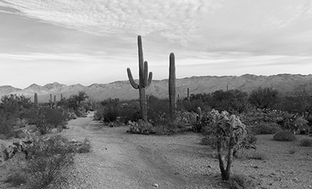 Mexican dessert, cactus